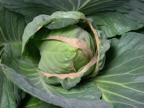 نقص الكالسيوم/البورون