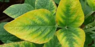 نقص النيتروجين